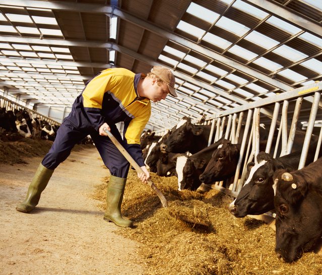 Boosting Livestock Welfare through Modern Feed Solutions